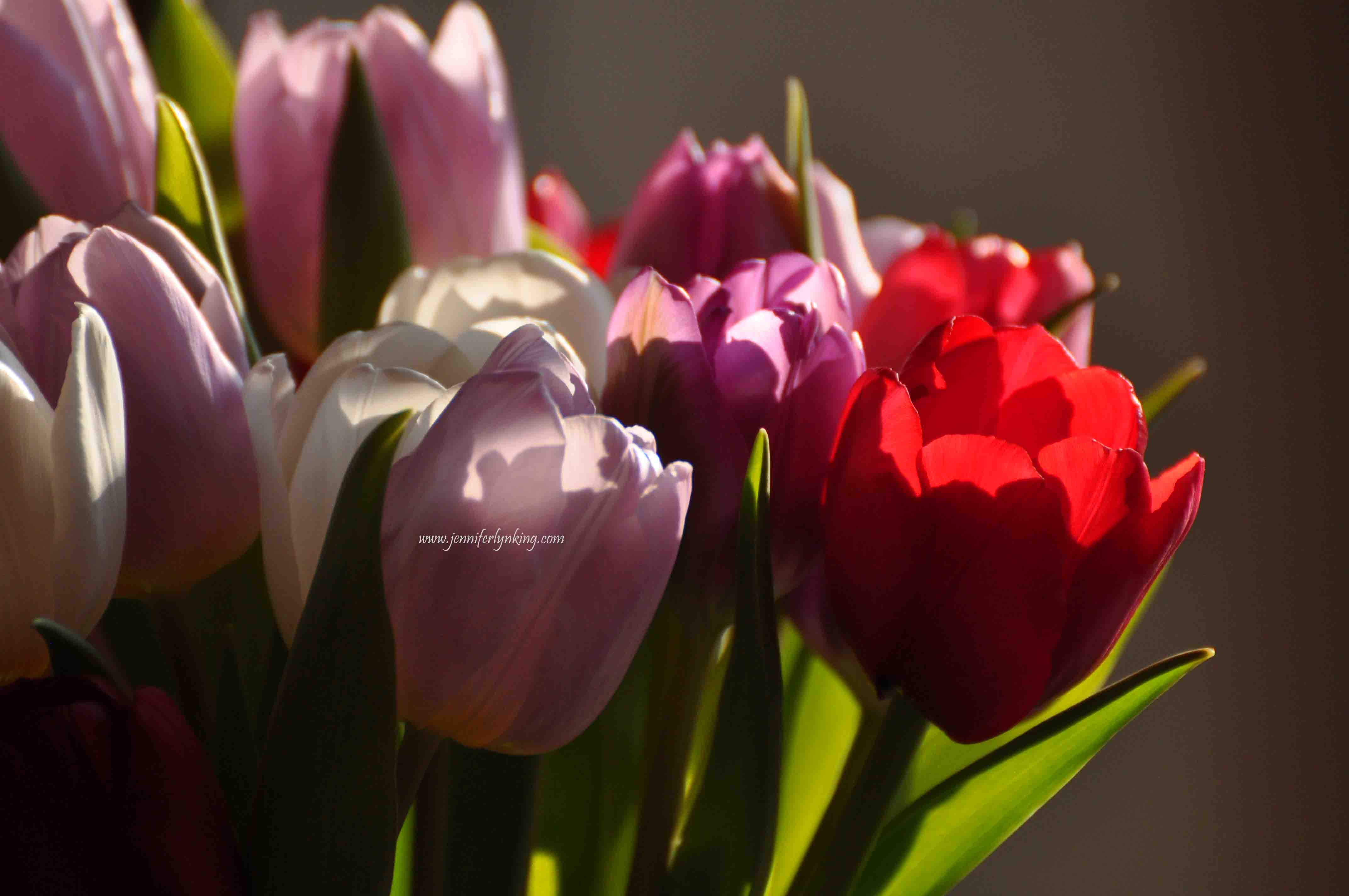 A February dash of color, tulips
