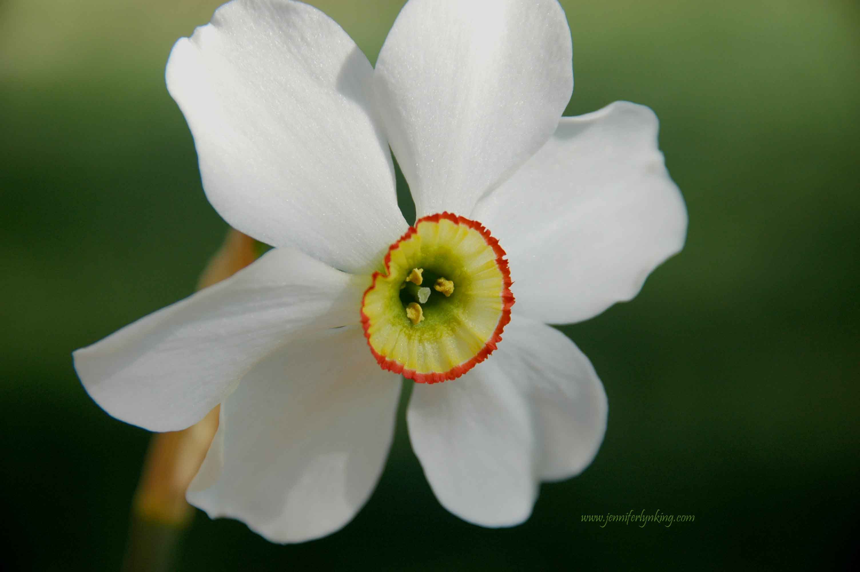 Poet's Daffodil