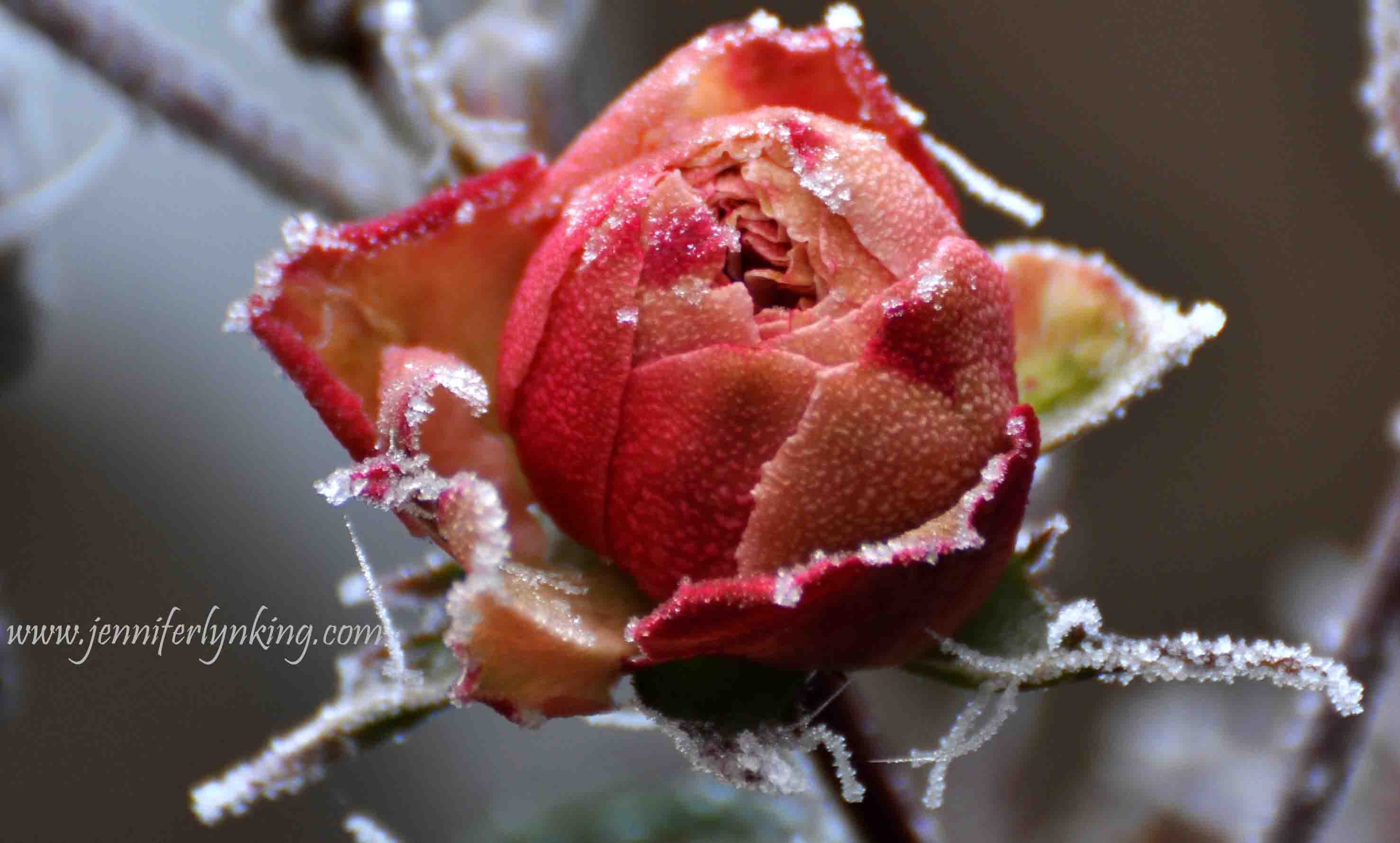 Frost-covered rose