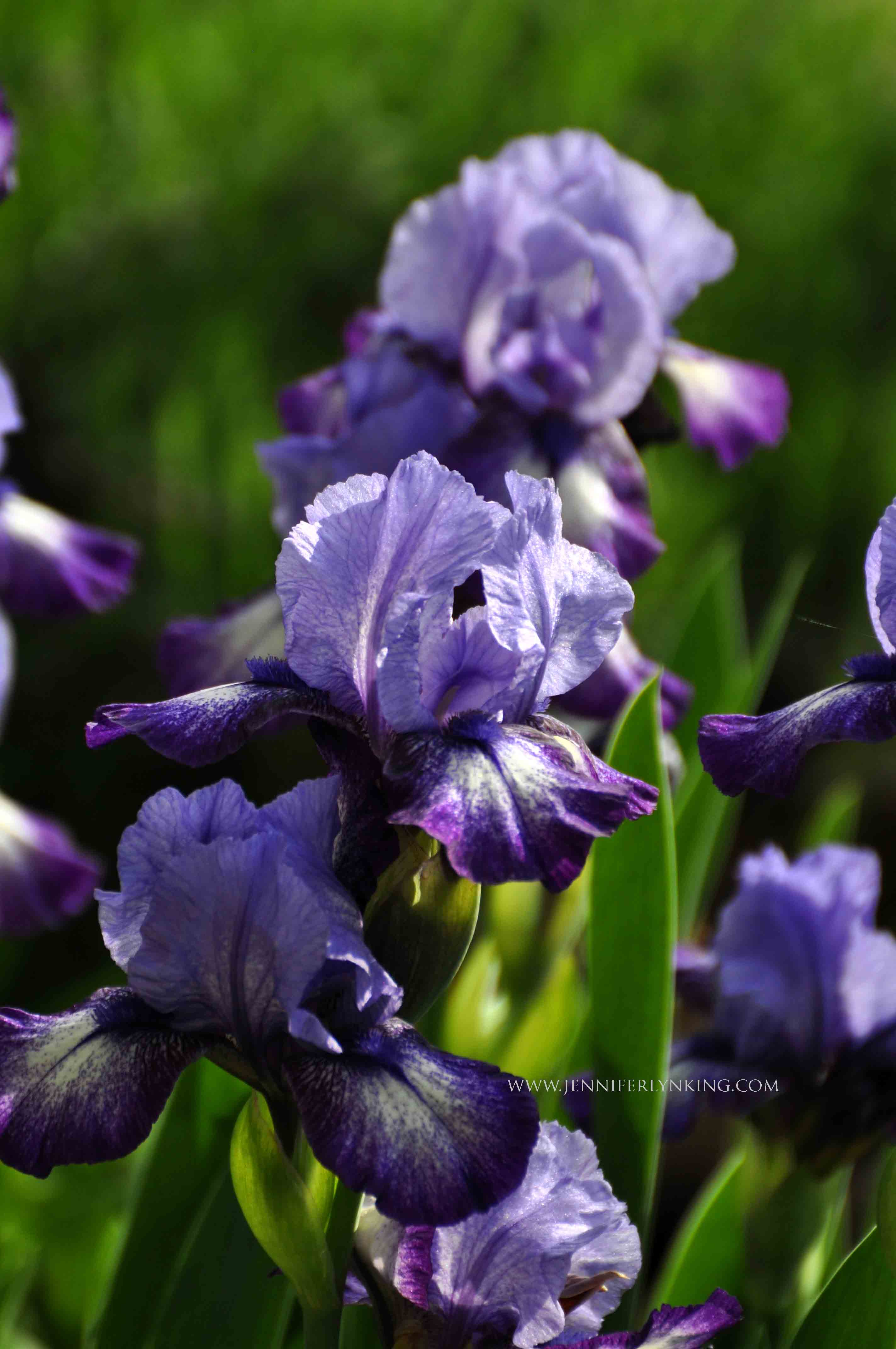 Bearded Iris: the color